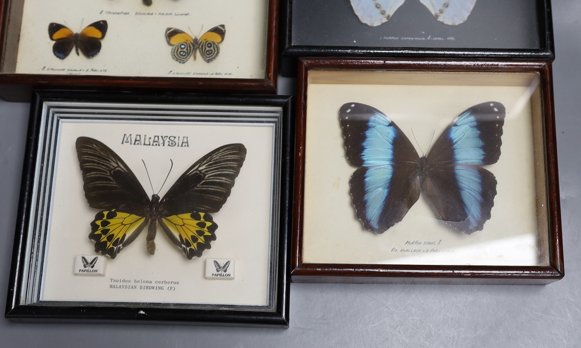 Entomology - Exotic butterfly and moth specimens contained in six glazed cases, largest case 34.5 cm x 18 cm